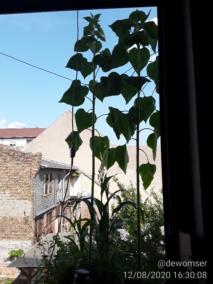 Pflanzen im Küchenfenster August 2020